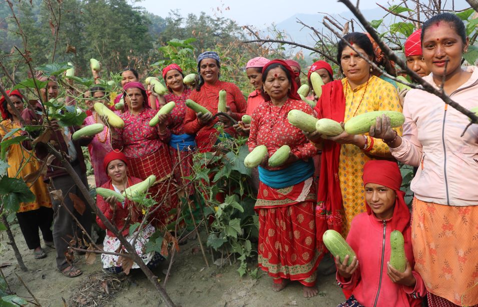 सामूहिक कृषिमा महिलाको आकर्षण बढ्दो